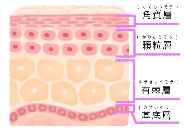 皮膚の解説イメージ画像